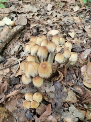 Coprinellus micaceus