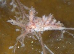 Dendronotus