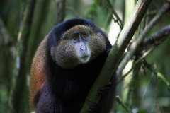 Cercopithecus mitis kandti