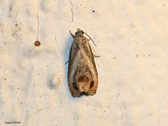 Olethreutes hamameliana