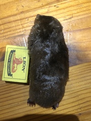Amblysomus hottentotus