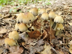Coprinellus micaceus
