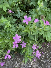Geranium endressii