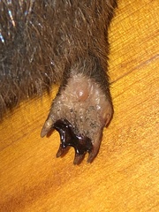 Amblysomus hottentotus