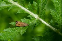 Dichrorampha plumbana