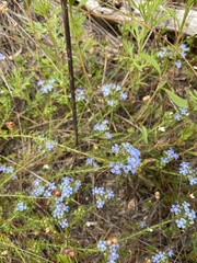 Lechenaultia expansa