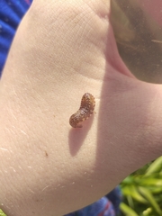 Glossiphonia complanata