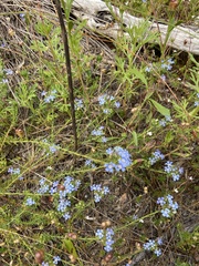 Lechenaultia expansa