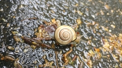Cepaea nemoralis