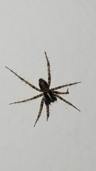 Textrix denticulata