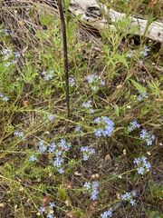 Lechenaultia expansa
