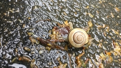 Cepaea nemoralis