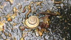 Cepaea nemoralis