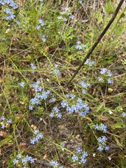 Lechenaultia expansa