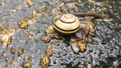 Cepaea nemoralis