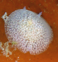 Corambe pacifica