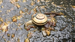 Cepaea nemoralis