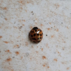 Harmonia axyridis