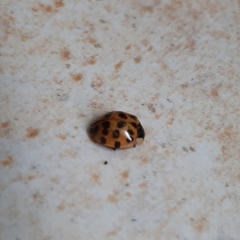 Harmonia axyridis