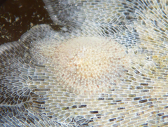 Corambe pacifica