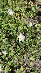 Convolvulus arvensis