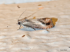 Olethreutes hamameliana