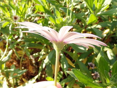 Dimorphotheca