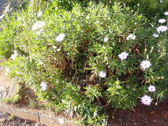 Dimorphotheca