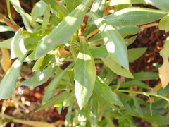 Dimorphotheca