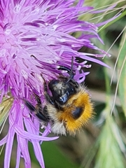 Bombus
