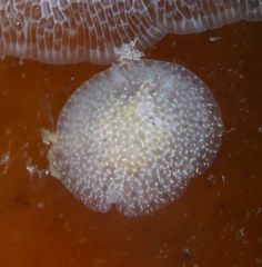 Corambe pacifica