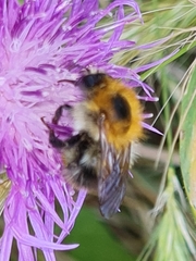 Bombus