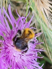 Bombus