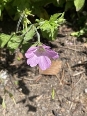 Geranium endressii