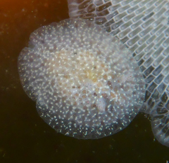 Corambe pacifica