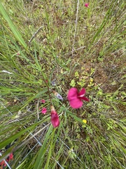 Lathyrus nissolia