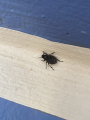 Phymatiotris quadricollis