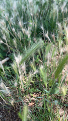 Hordeum murinum