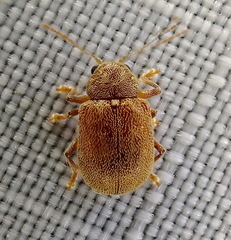 Demotina modesta