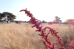 Amaranthus