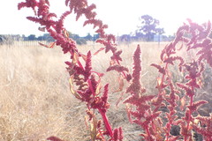 Amaranthus