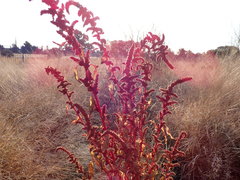 Amaranthus