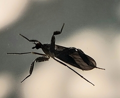 Rhamphomyia longicauda