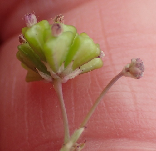 Image of Sticky Spiderling (Boerhavia cordobensis) by (c) Nicola van Berkel, some rights reserved (CC BY-SA)
