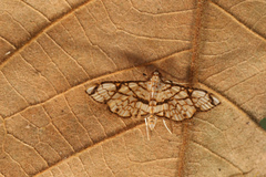 Bocchoris marucalis