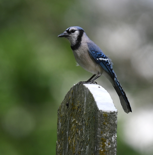 Blue Jay photographed in Missouri