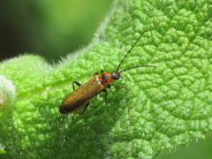Rhagonycha gilvipennis