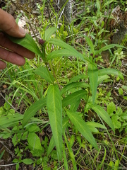 Asclepias incarnata incarnata