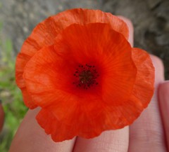 Papaver
