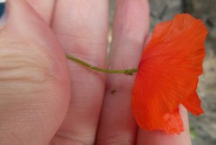 Papaver